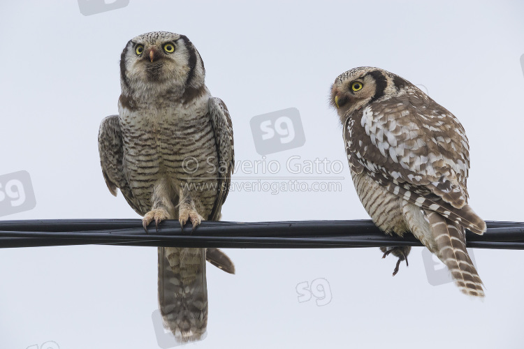 Northern Hawk-Owl, couple perched on a wire with a caught vole